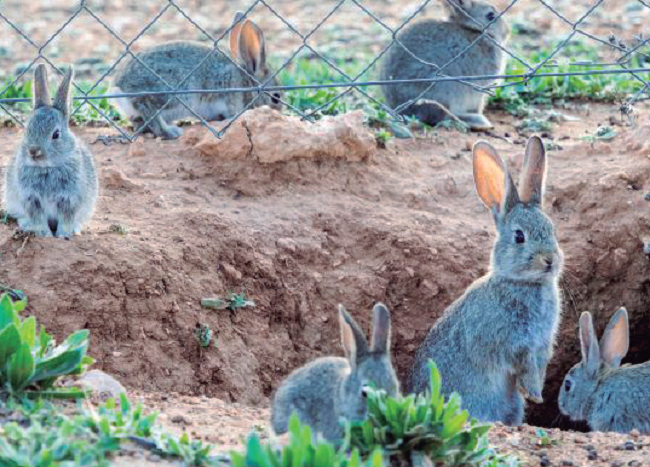 La plaga de conejos arrasa con cereal y frutales en zonas de Navarra.
