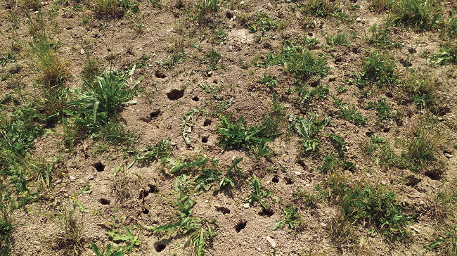 Como se puede apreciar en la imagen, la plaga de roedores ha generado cuantiosos daños en las praderas