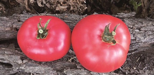 Aretxabaleta tomatea