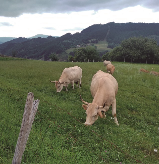 Vacas pirenaicas pastando al aire libre