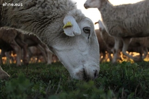 Se venden 500 ovejas de rasa navarra a elegir entre 700