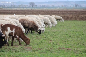 Se venden 500 ovejas de rasa navarra a elegir entre 700