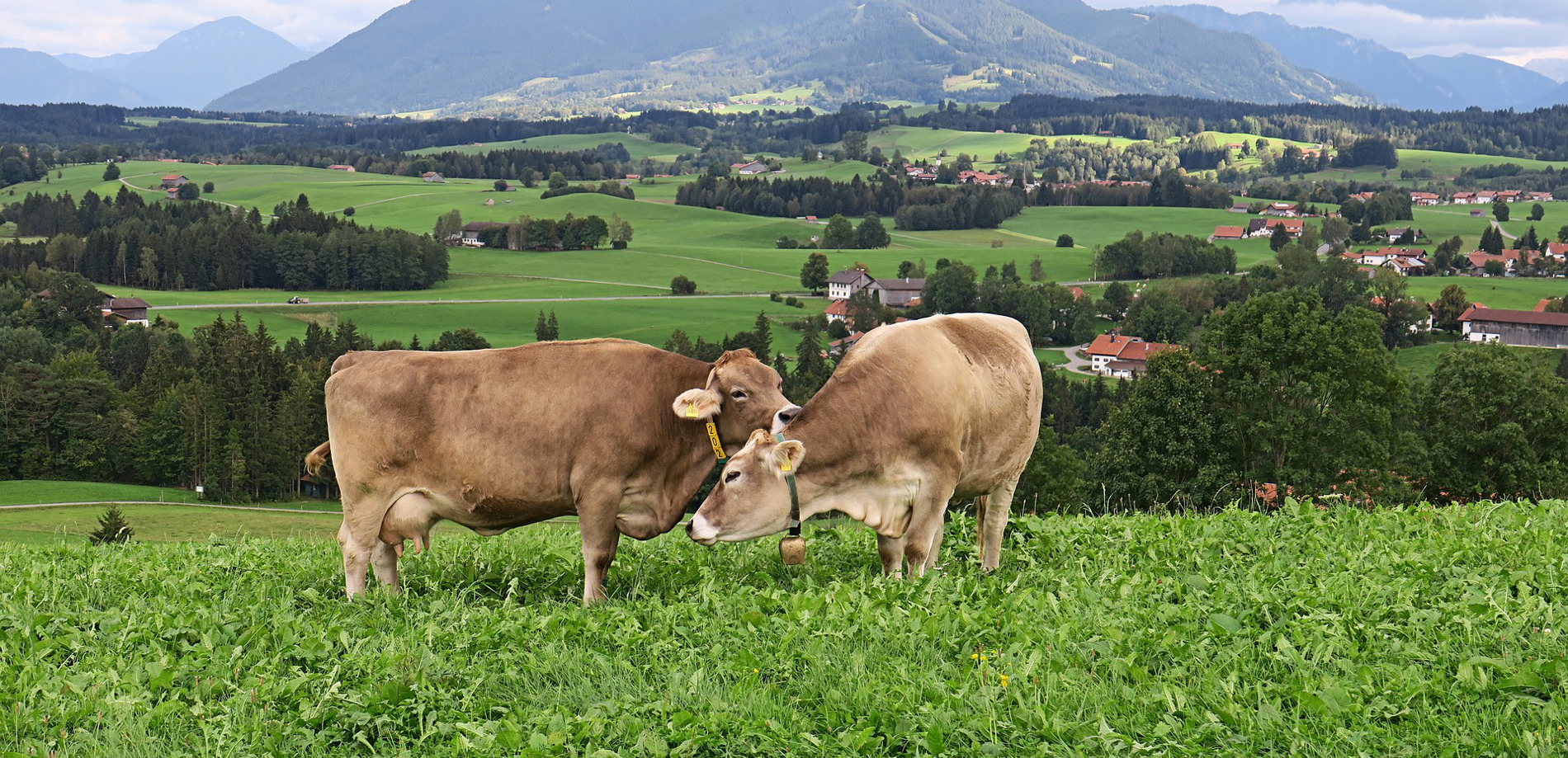ganaderia-vacas-cabecera
