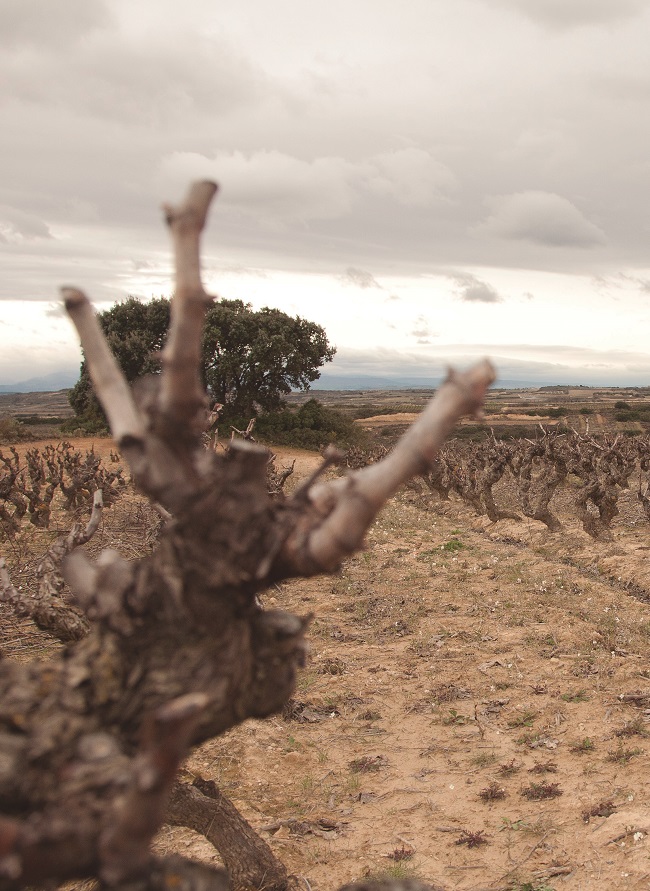 Cambios en la superficie de SigPAC en Rioja Alavesa