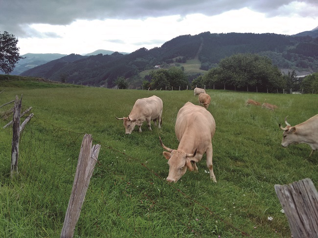 Vacas pirenaicas de una granja extensiva